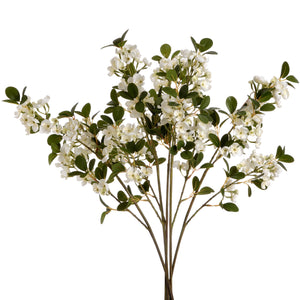 White Spring Mock Orange Flower_5945