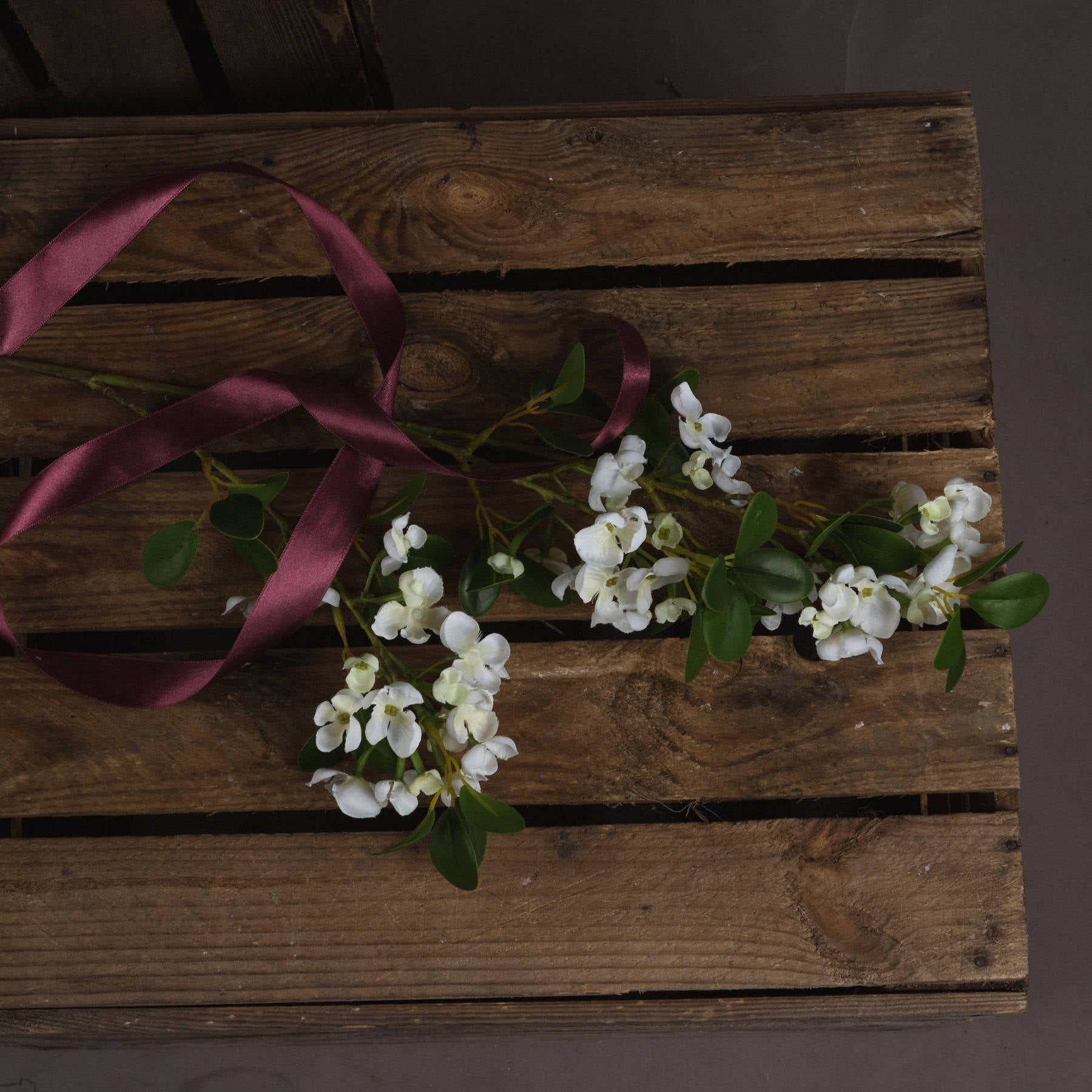 White Spring Mock Orange Flower_5943