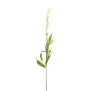 White Veronica Stem_5952