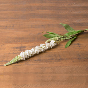 White Veronica Stem_5951