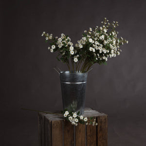 Wild Meadow Rose_5954