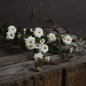 Wild Meadow Rose_5956