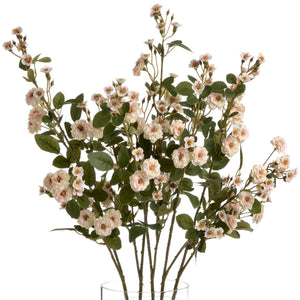 Wild Meadow Rose_4709