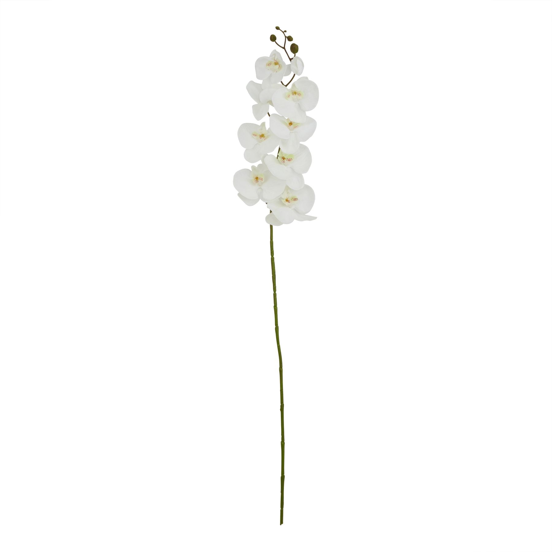 White Butterfly Orchid Stem_5590