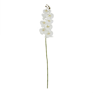 White Butterfly Orchid Stem_5590