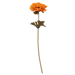 Yellow Anemone Stem_5973