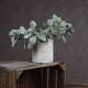Potted Plants