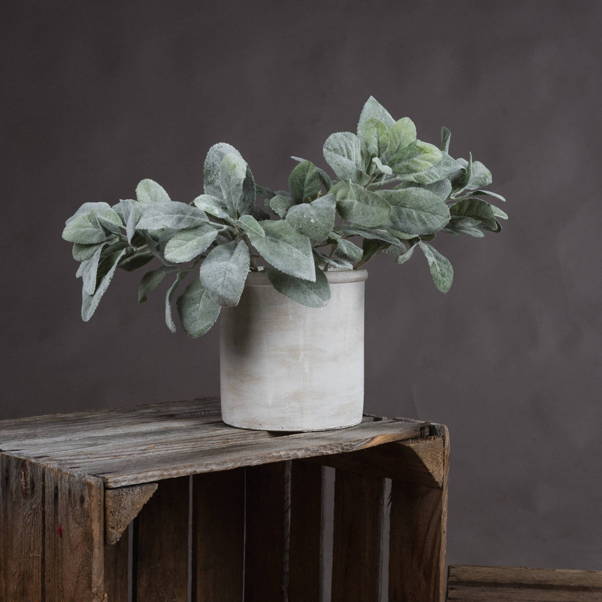 Potted Plants
