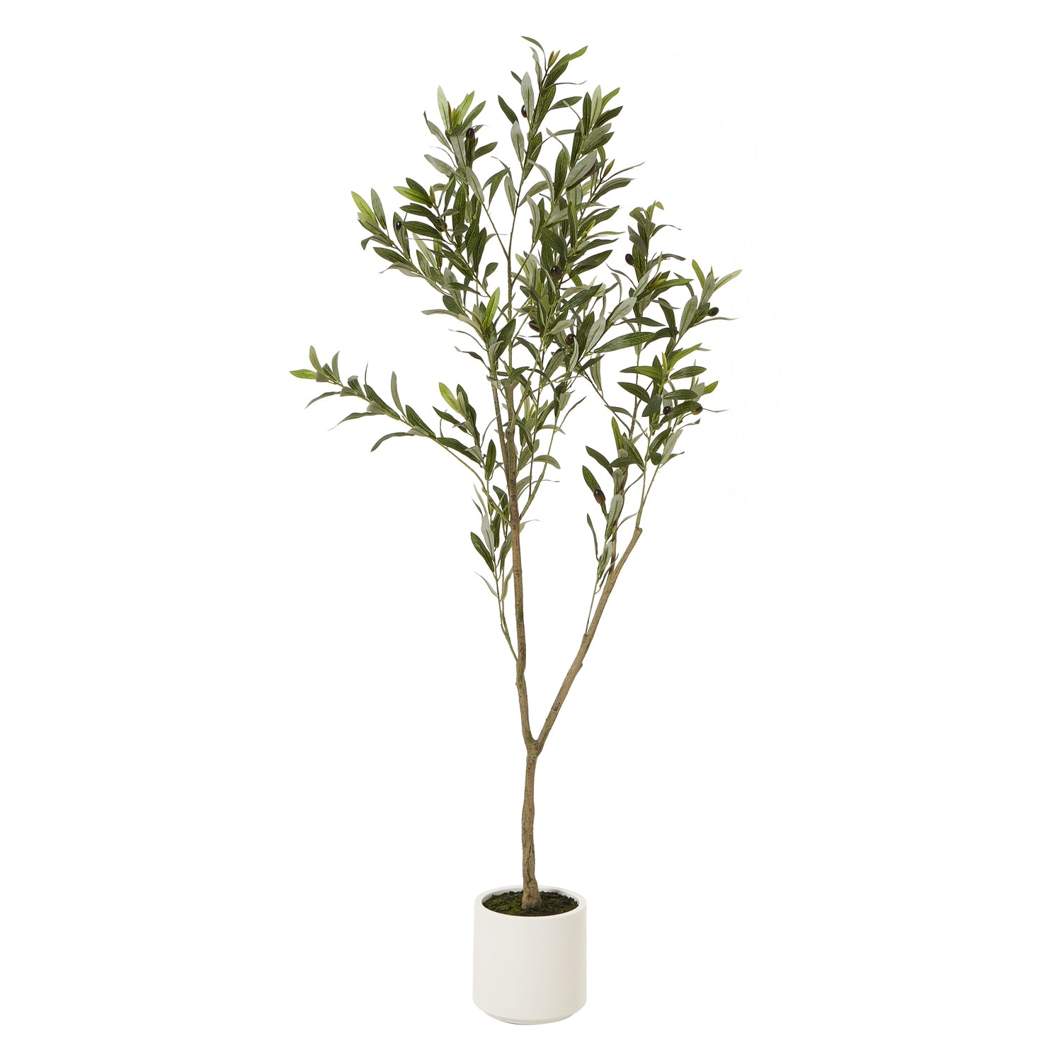Apulia Olive Tree In White Pot_4355