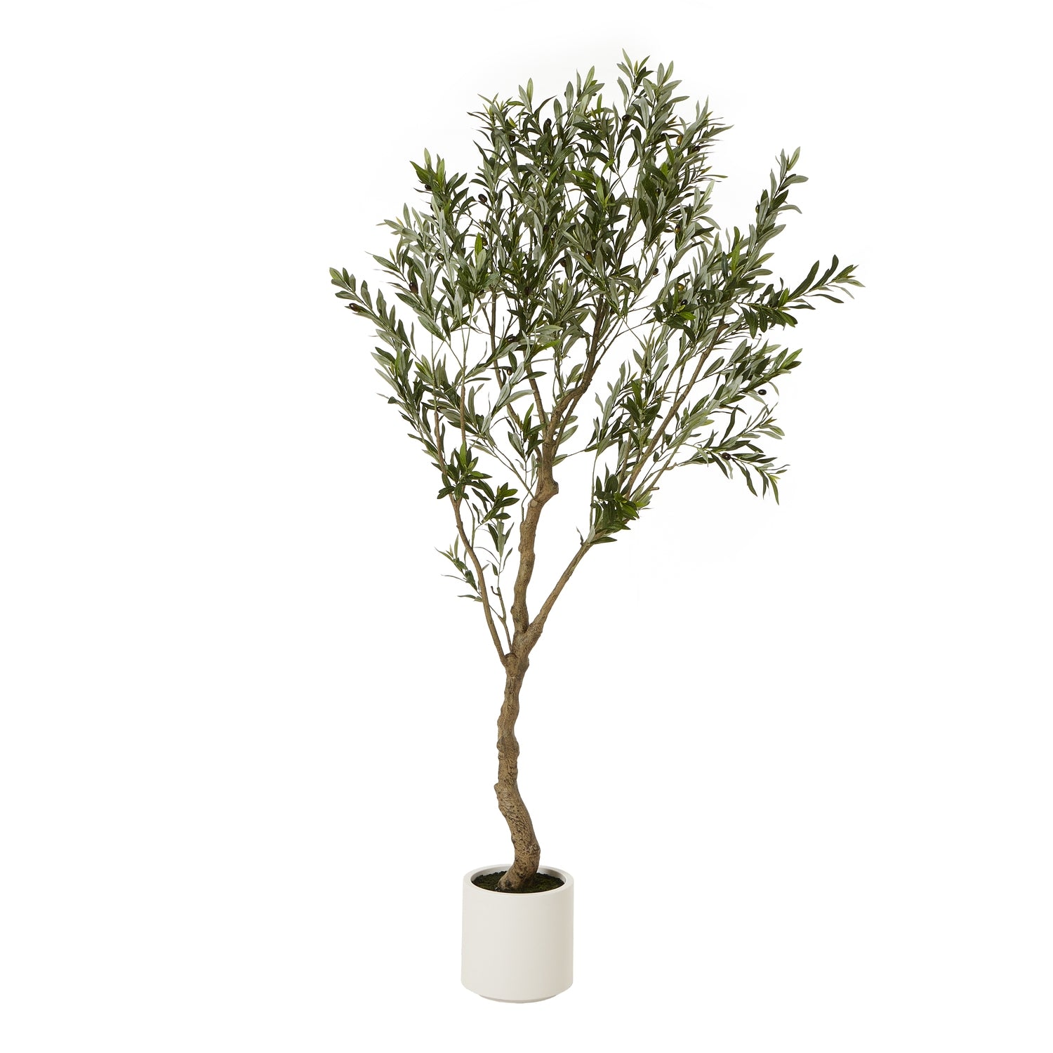 Apulia Olive Tree In White Pot_4365