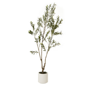Apulia Olive Tree In White Pot_4370