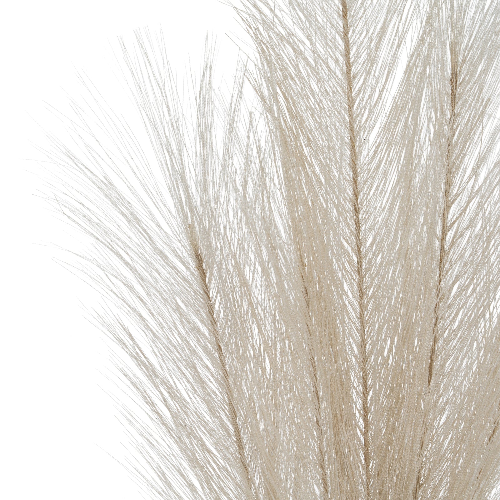 Bleached Faux Pampas Grass Stem_4421