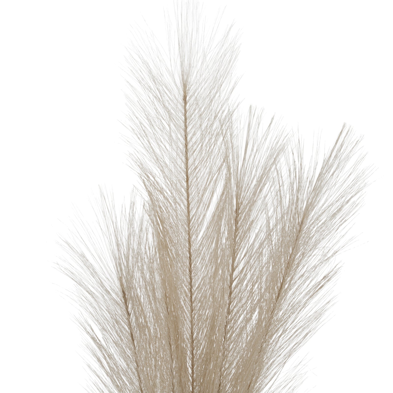 Bleached Faux Pampas Grass Stem_4422