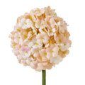 The Natural Garden Collection White & Apricot Allium_5678