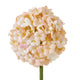 The Natural Garden Collection White & Apricot Allium_5678