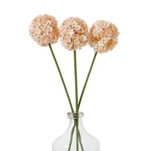 The Natural Garden Collection White & Apricot Allium_5679