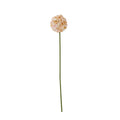 The Natural Garden Collection White & Apricot Allium_5677