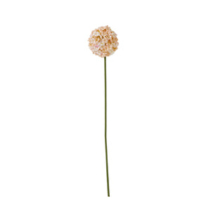 The Natural Garden Collection White & Apricot Allium_5677
