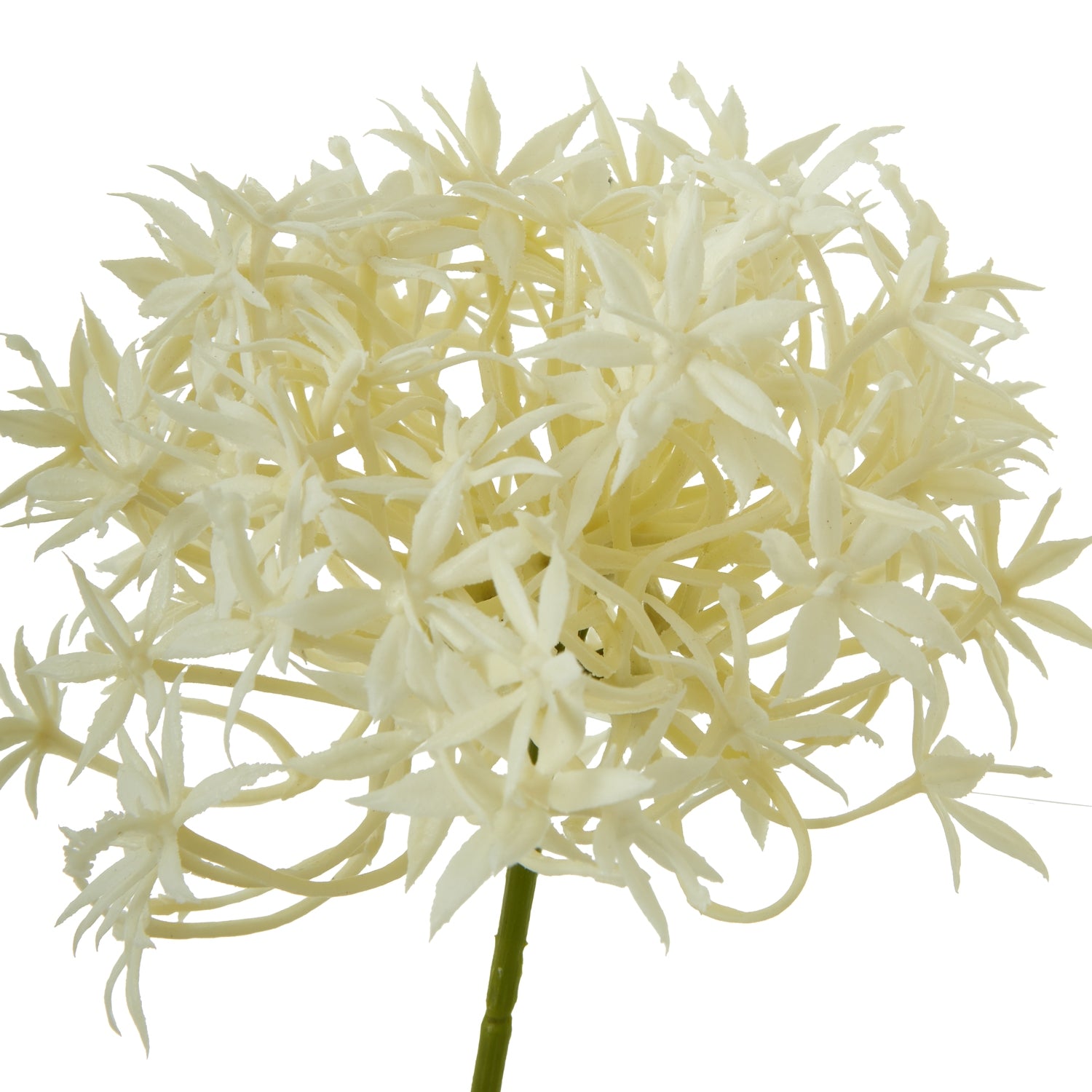Three Head Cream Allium Spray [cid:23810-a]