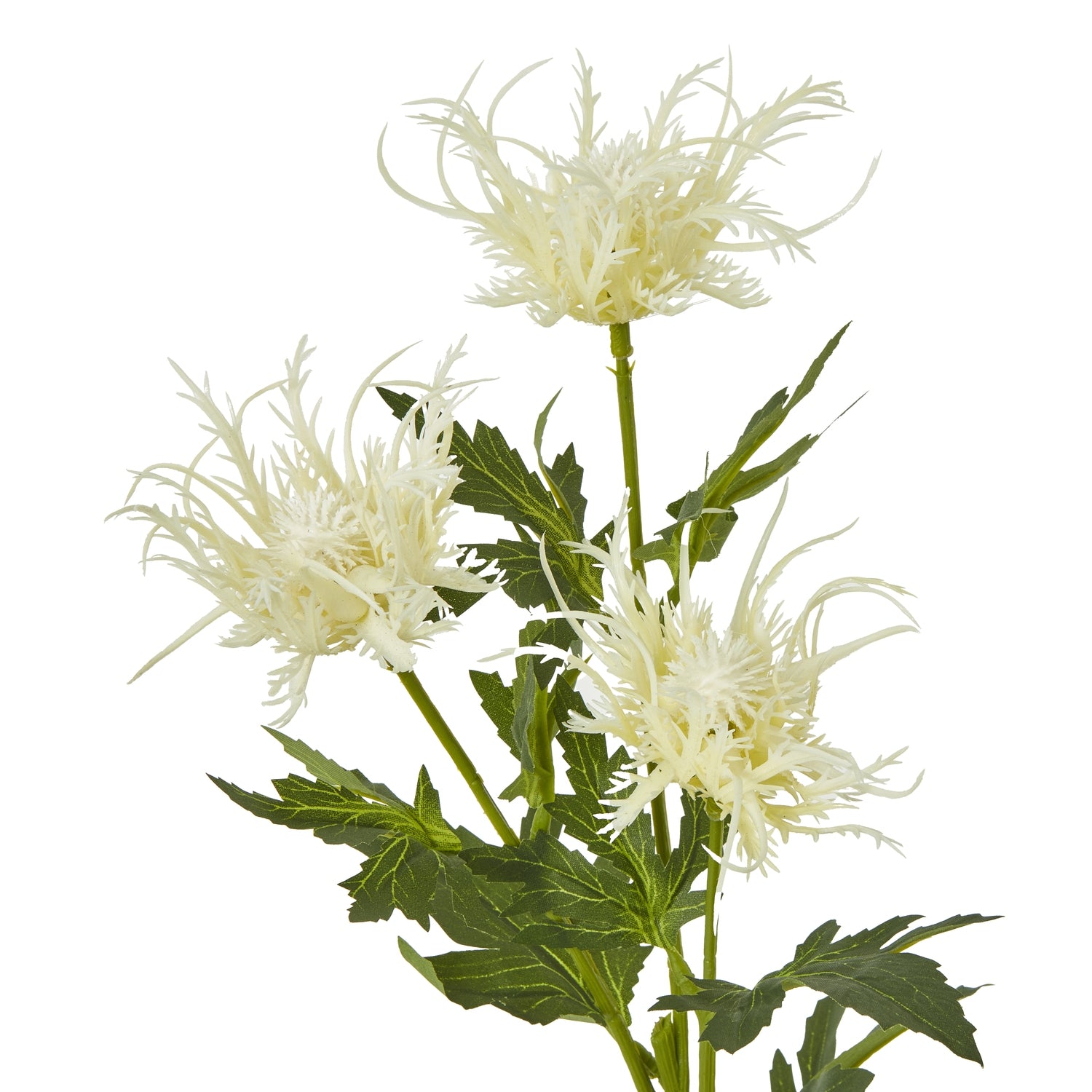 Cream Sea Holly Spray [cid:23818-a]
