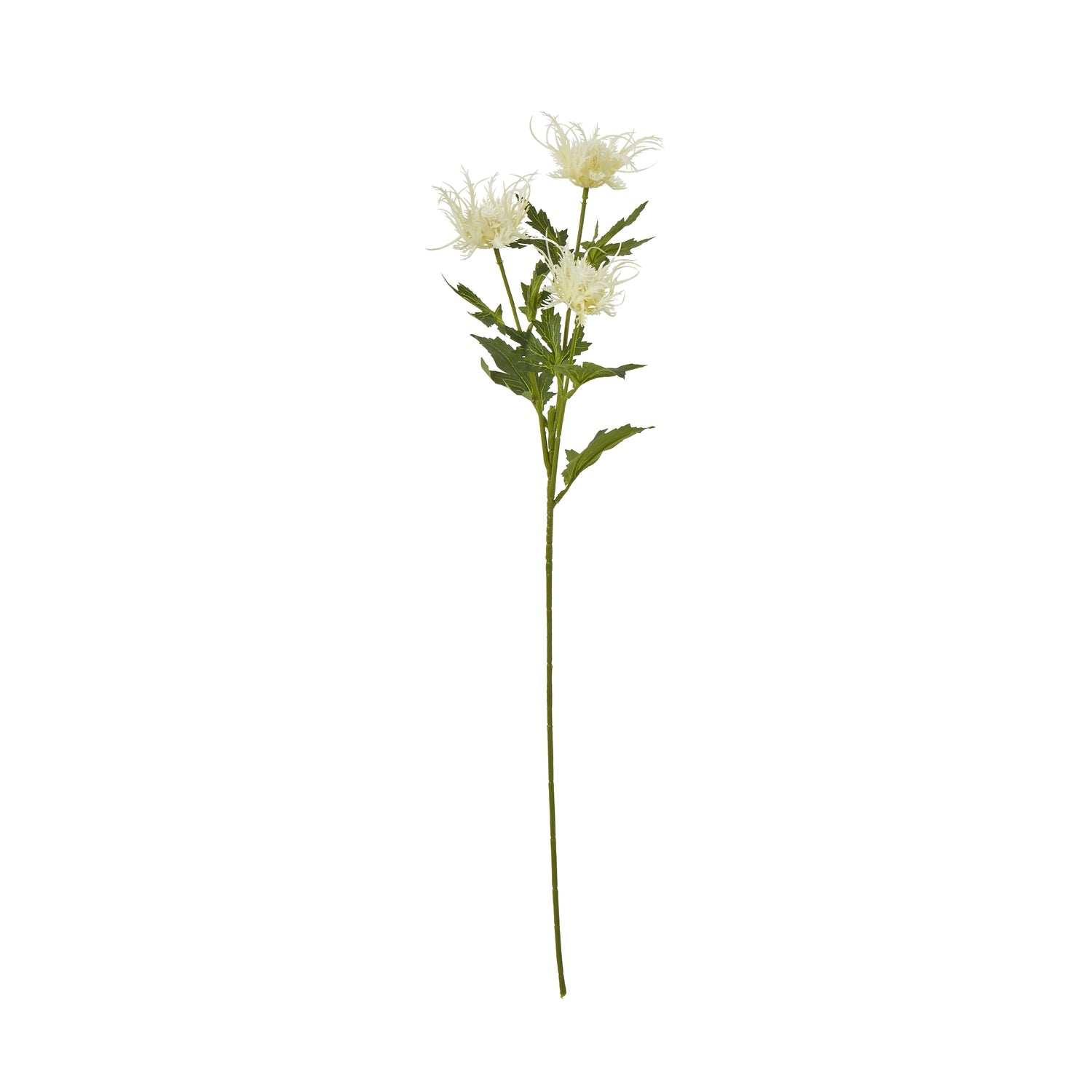 Cream Sea Holly Spray [cid:23818]