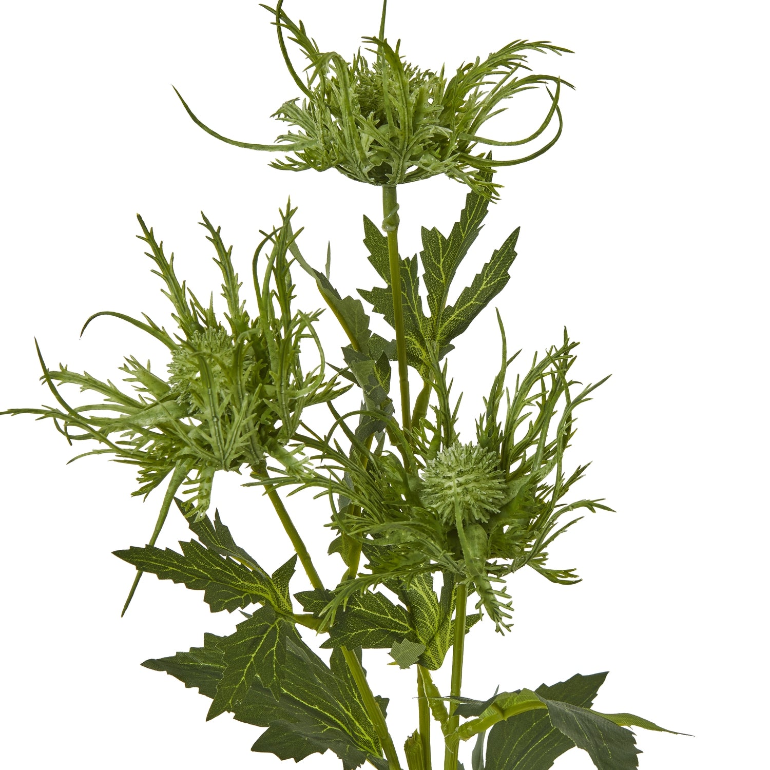 Green Sea Holly Spray [cid:23819-a]