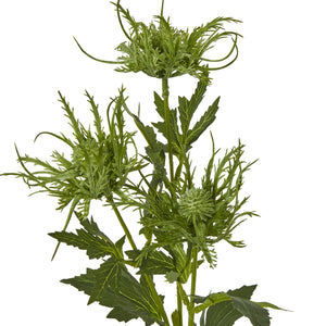 Green Sea Holly Spray [cid:23819-a]