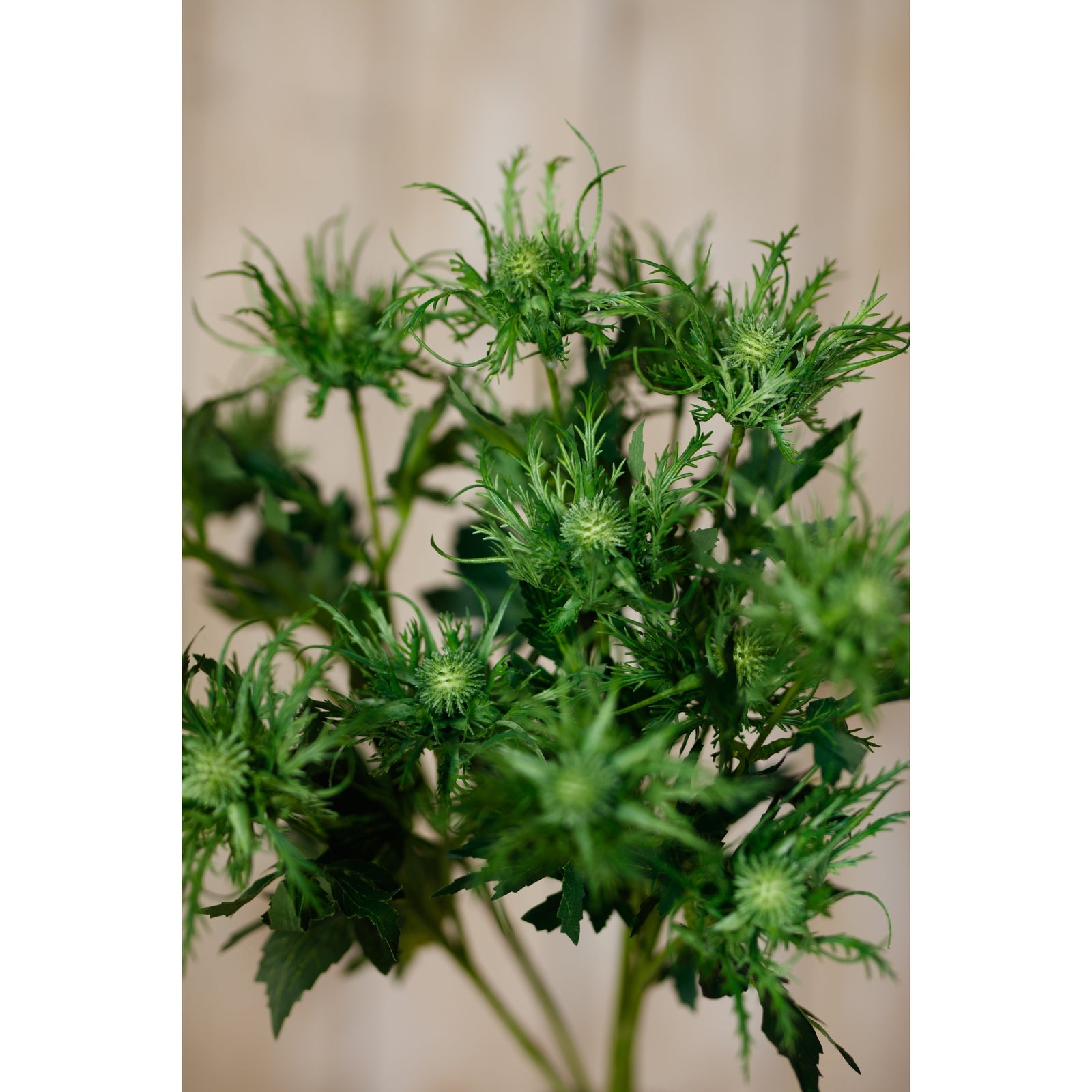 Green Sea Holly Spray [cid:23819-d]