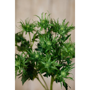 Green Sea Holly Spray [cid:23819-d]