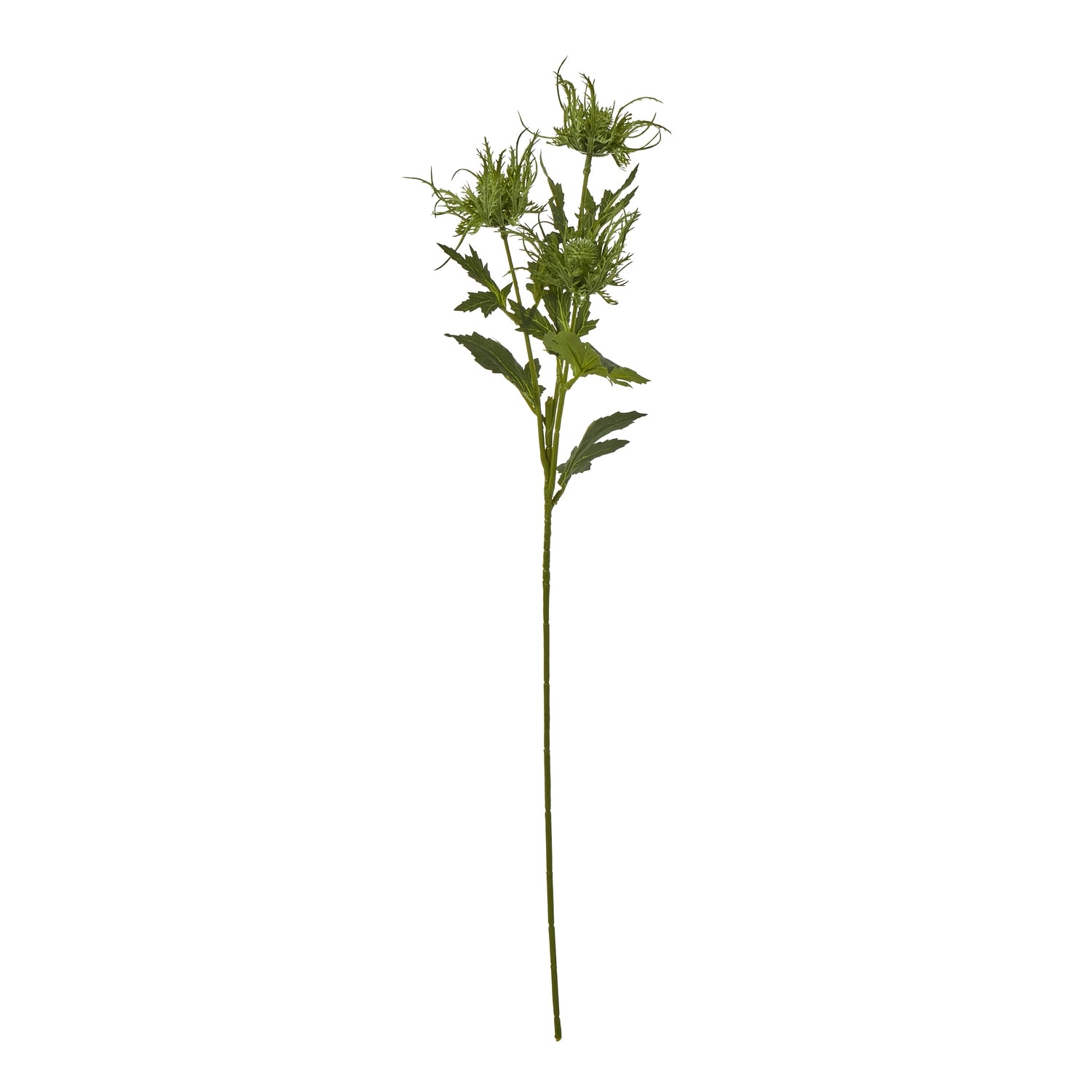 Green Sea Holly Spray [cid:23819]