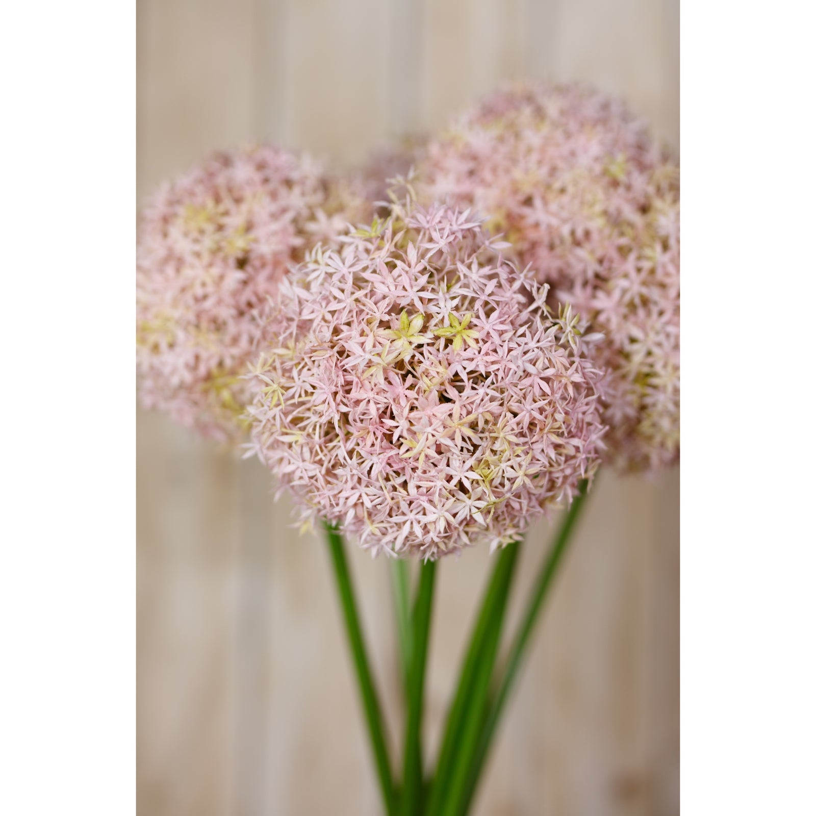 Lilac Medium Allium Stem [cid:23858-d]