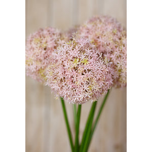 Lilac Medium Allium Stem [cid:23858-d]