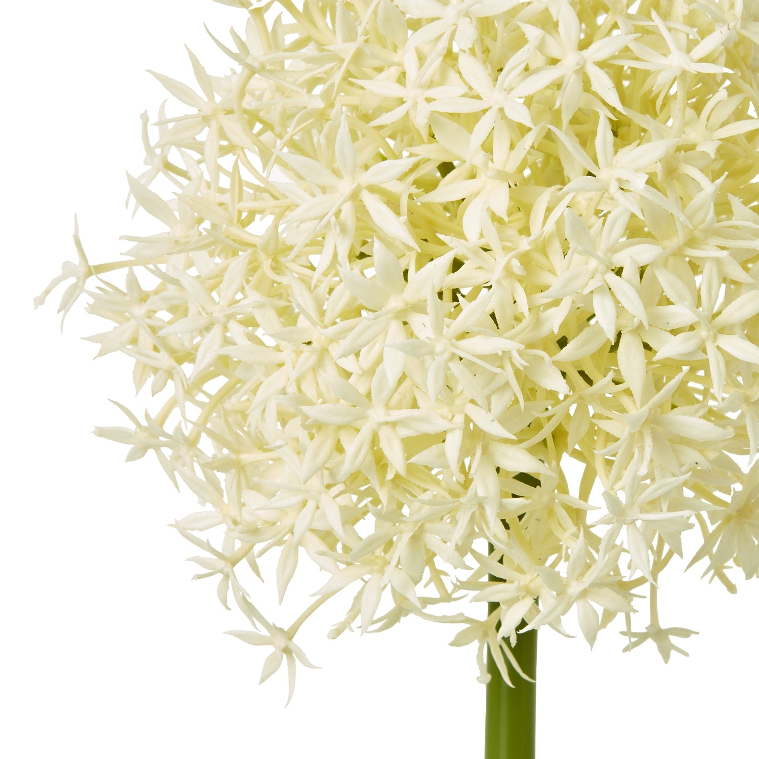 Cream Medium Allium Stem [cid:23861-a]