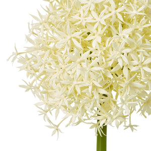 Cream Medium Allium Stem [cid:23861-a]