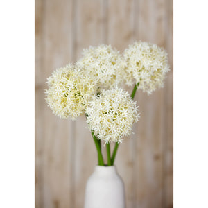 Cream Medium Allium Stem [cid:23861-d]