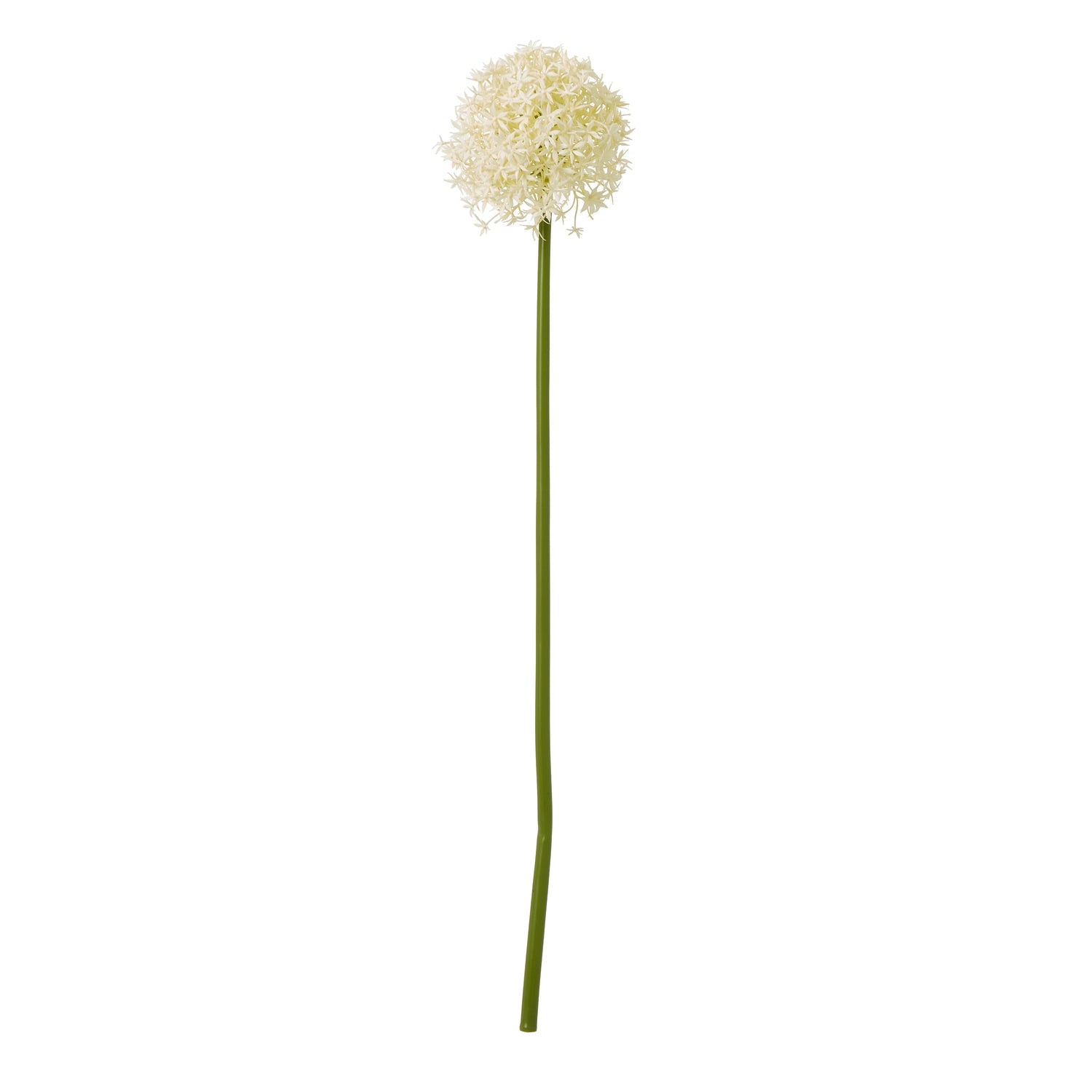 Cream Medium Allium Stem [cid:23861]