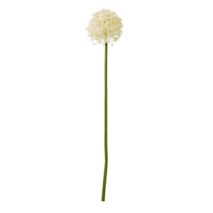 Cream Medium Allium Stem [cid:23861]