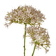 Pink Crown Hydrangea Stem_5213
