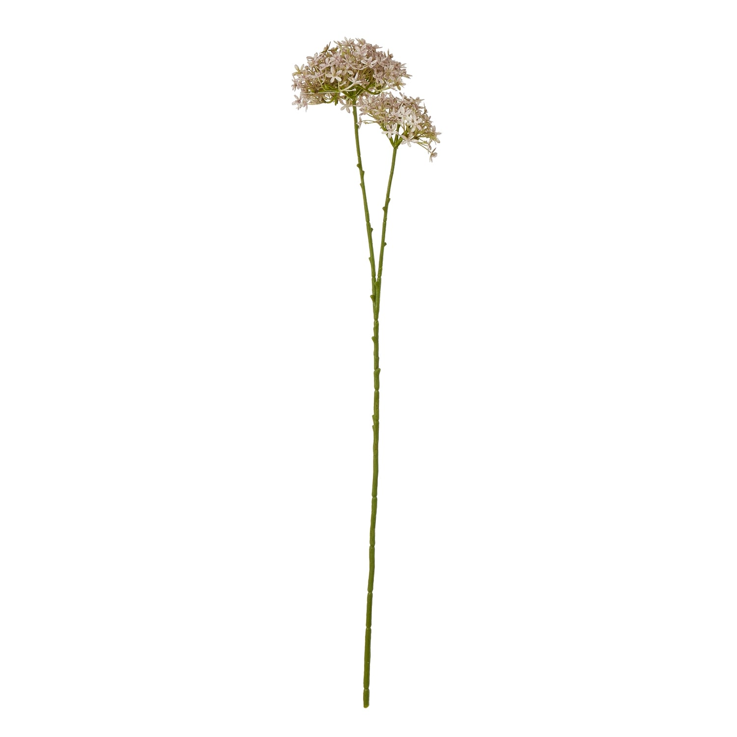 Pink Crown Hydrangea Stem_5212