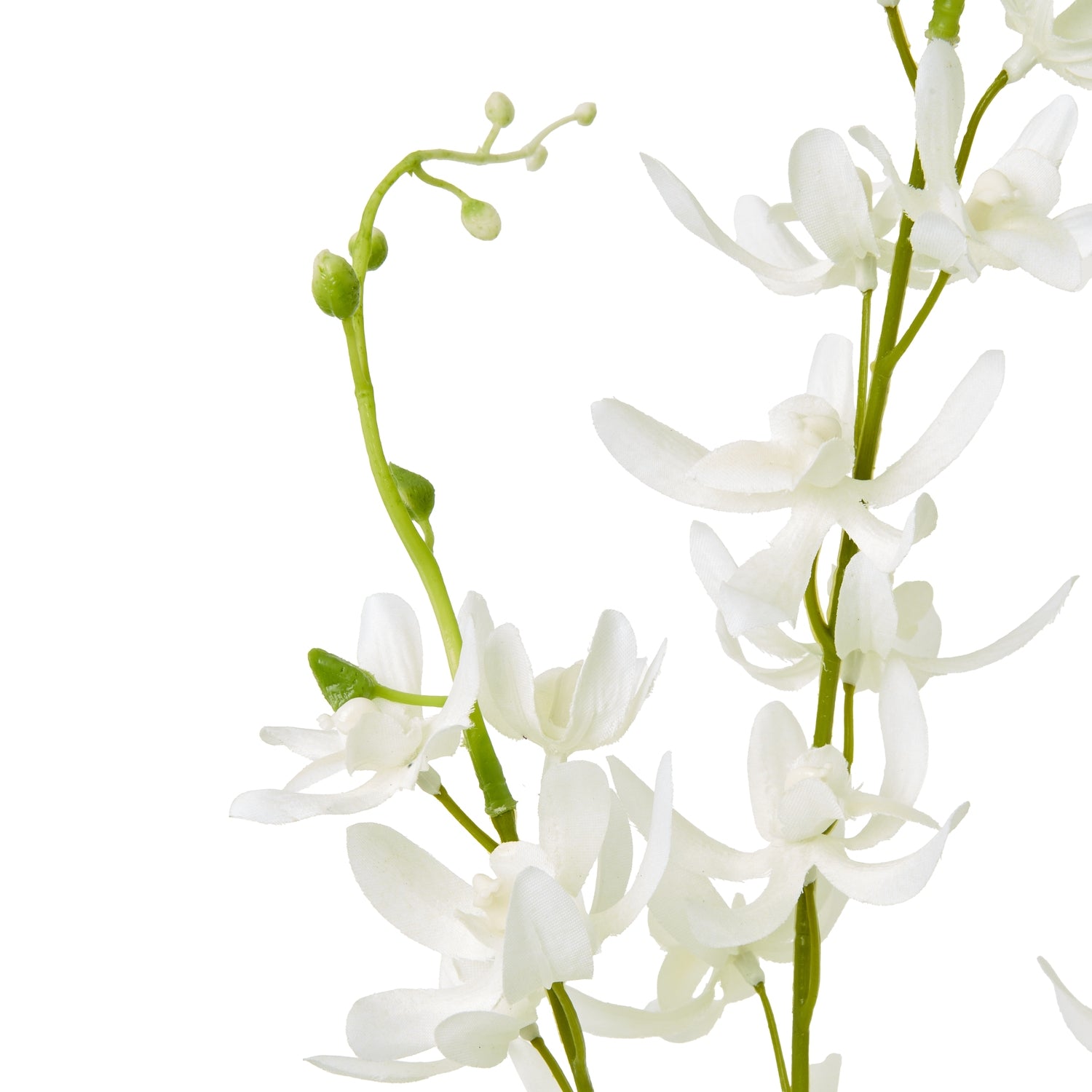 White Cymbidium Spray [cid:23870-a]