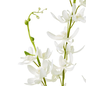 White Cymbidium Spray [cid:23870-a]
