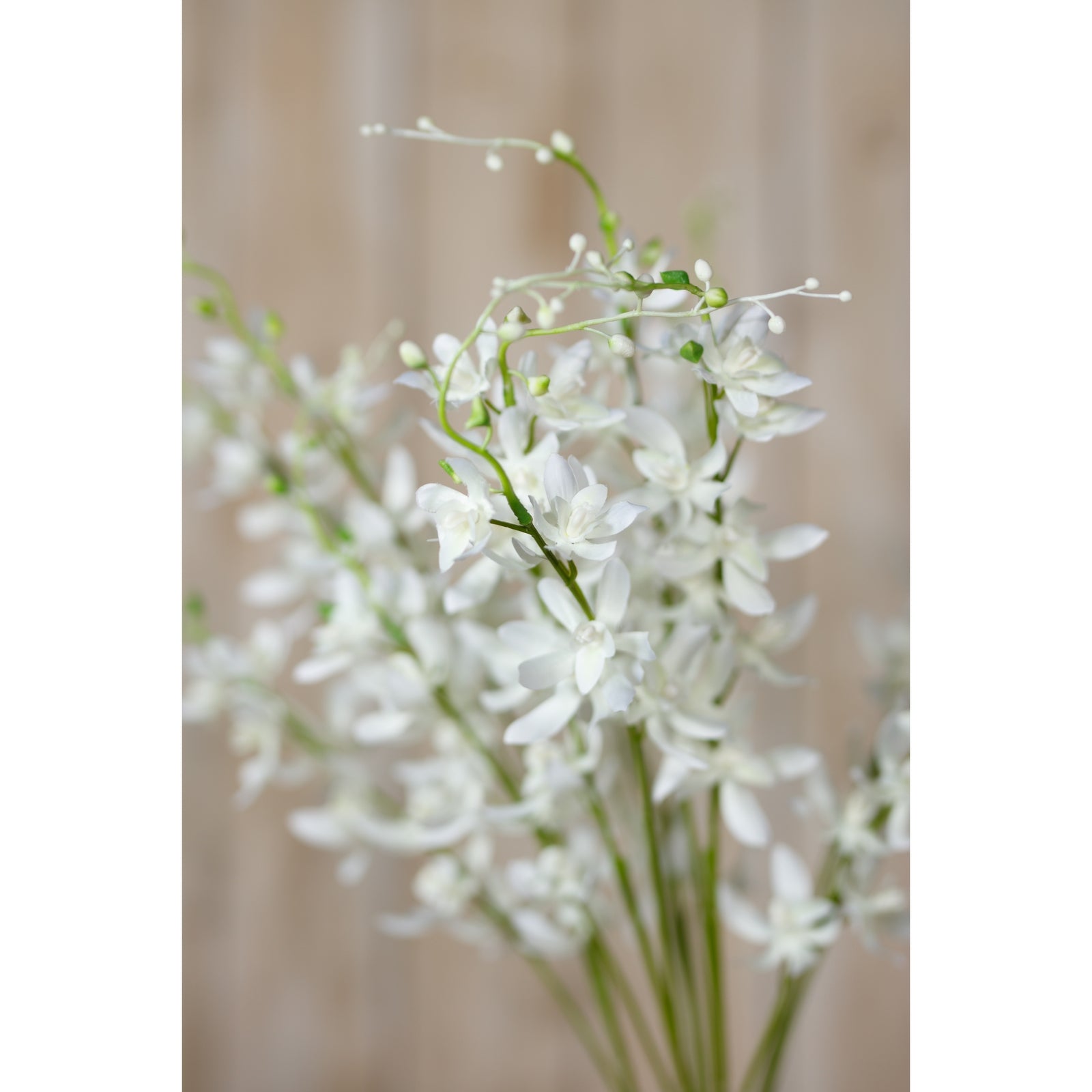 White Cymbidium Spray [cid:23870-d]