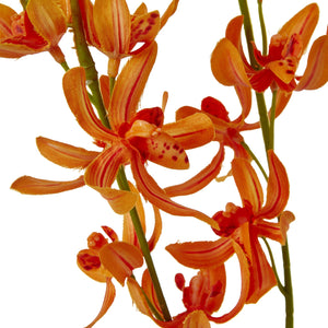 Orange Cymbidium Spray [cid:23871-a]