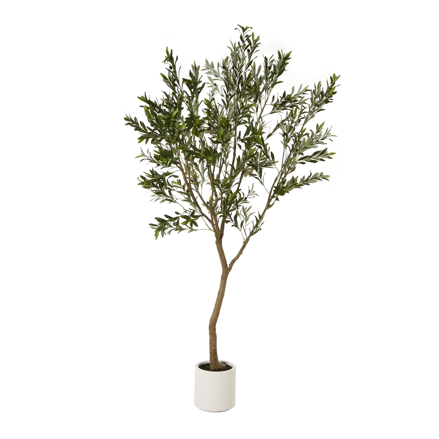Apulia Olive Tree In White Pot_4375