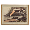Flora & Fauna Collection Avocet On Linen In Beaded Frame_3764