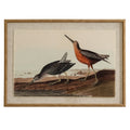 Flora & Fauna Collection Snipes On Linen In Beaded Frame_3810