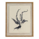 Flora & Fauna Collection Spleenwort On Linen In Beaded Frame_3812