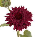 Dahlia Burgundy Raven Stem_4720