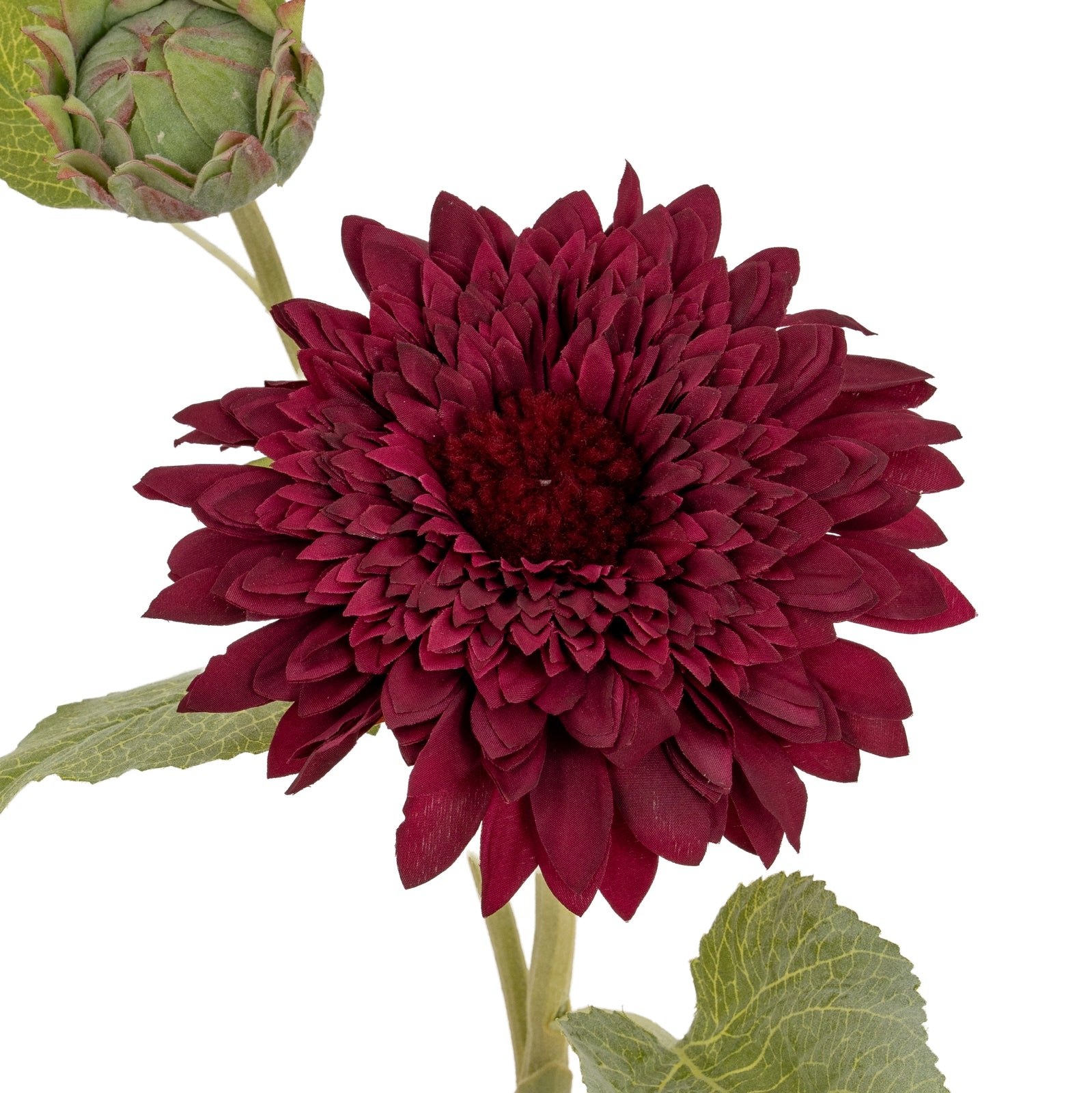Dahlia Burgundy Raven Stem_4720