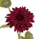 Dahlia Burgundy Raven Stem_4720